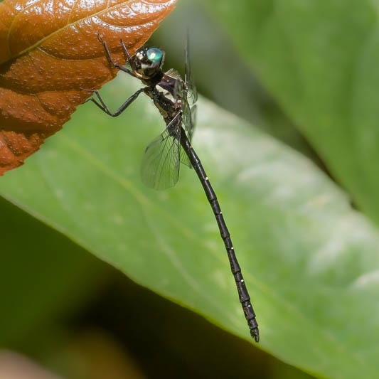 Eusynthemis nigra male-221166.jpg